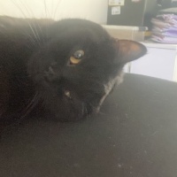 British Shorthair, Kedi Rıfkı fotoğrafı