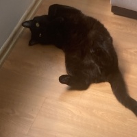 British Shorthair, Kedi Rıfkı fotoğrafı