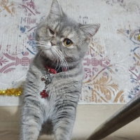 British Shorthair, Kedi MerMer fotoğrafı