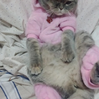 British Shorthair, Kedi MerMer fotoğrafı