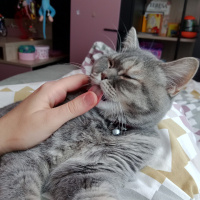 British Shorthair, Kedi MerMer fotoğrafı