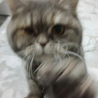 British Shorthair, Kedi MerMer fotoğrafı