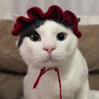 Tekir Kedi, Kedi Zuko fotoğrafı