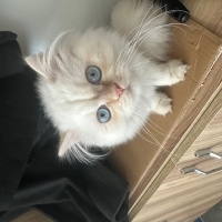 Chinchilla, Kedi Mori fotoğrafı