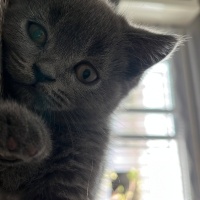 Scottish Fold, Kedi Leo fotoğrafı