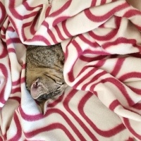 Tekir Kedi, Kedi Böcük fotoğrafı