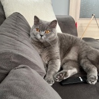 British Shorthair, Kedi  Şila fotoğrafı