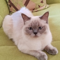 Tekir Kedi, Kedi Gece fotoğrafı