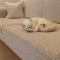 British Shorthair, Kedi Bella fotoğrafı