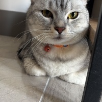 British Shorthair, Kedi LEYLA fotoğrafı