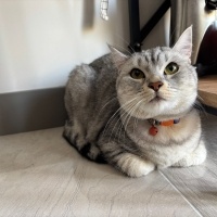 British Shorthair, Kedi LEYLA fotoğrafı