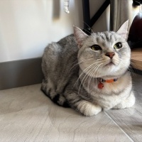 British Shorthair, Kedi LEYLA fotoğrafı