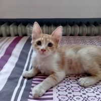 Sarman, Kedi  Ballı fotoğrafı