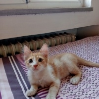 Sarman, Kedi  Ballı fotoğrafı