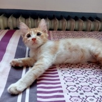 Sarman, Kedi  Ballı fotoğrafı