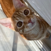 Sarman, Kedi  Bal fotoğrafı