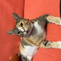 Tekir Kedi, Kedi  Bıdık fotoğrafı