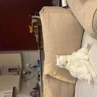 British Shorthair, Kedi Bonny fotoğrafı