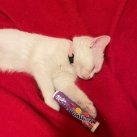 British Shorthair, Kedi Bonny fotoğrafı