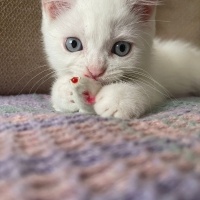 British Shorthair, Kedi Bonny fotoğrafı