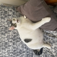 Tekir Kedi, Kedi  Marsy fotoğrafı