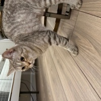 Scottish Fold, Kedi  KARAMEL fotoğrafı