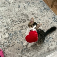 Tekir Kedi, Kedi  Efe fotoğrafı