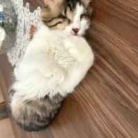 Tekir Kedi, Kedi  Efe fotoğrafı