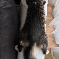 Tekir Kedi, Kedi  Efe fotoğrafı