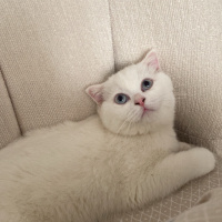 Scottish Fold, Kedi Şirin fotoğrafı