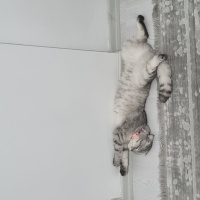 Scottish Fold, Kedi  Şila fotoğrafı