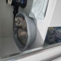 Scottish Fold, Kedi  Şila fotoğrafı