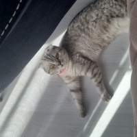 Scottish Fold, Kedi  Şila fotoğrafı