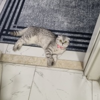 Scottish Fold, Kedi  Şila fotoğrafı
