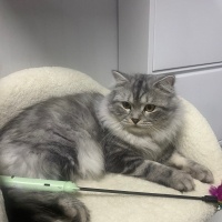 British Longhair, Kedi Nicolas fotoğrafı