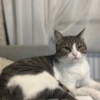 Tekir Kedi, Kedi Dino fotoğrafı