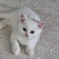 British Longhair, Kedi İnci fotoğrafı