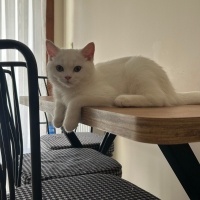 British Longhair, Kedi İnci fotoğrafı