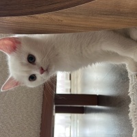 British Longhair, Kedi İnci fotoğrafı