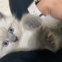 British Shorthair, Kedi Huriş fotoğrafı
