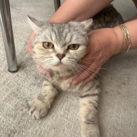 British Shorthair, Kedi Lina fotoğrafı