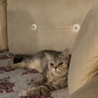 British Shorthair, Kedi Lina fotoğrafı