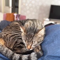 Tekir Kedi, Kedi Misha fotoğrafı