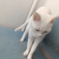 Van Kedisi, Kedi kar tanesi fotoğrafı