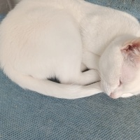 Van Kedisi, Kedi kar tanesi fotoğrafı