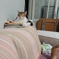 Tekir Kedi, Kedi  Miya fotoğrafı