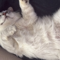British Longhair, Kedi  Paşa fotoğrafı