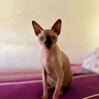 Sphynx, Kedi Oscar fotoğrafı