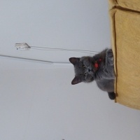 British Shorthair, Kedi  Şila fotoğrafı
