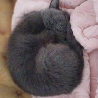 British Shorthair, Kedi  Şila fotoğrafı